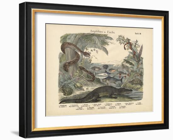 Amphibians and Fishes, C.1860-null-Framed Giclee Print