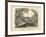 Amphibians and Fishes, C.1860-null-Framed Giclee Print