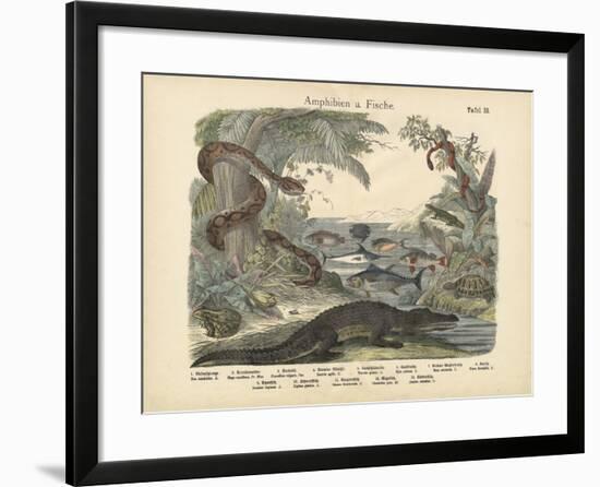 Amphibians and Fishes, C.1860-null-Framed Giclee Print