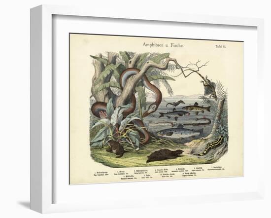 Amphibians and Fishes, C.1860-null-Framed Giclee Print