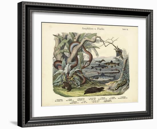 Amphibians and Fishes, C.1860-null-Framed Giclee Print