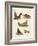 Amphibians-null-Framed Giclee Print