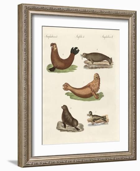 Amphibians-null-Framed Giclee Print