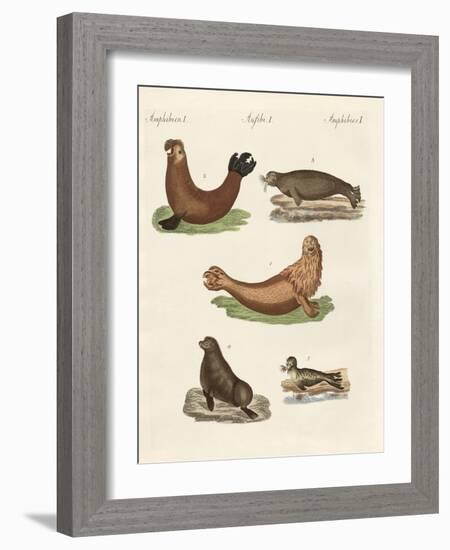 Amphibians-null-Framed Giclee Print