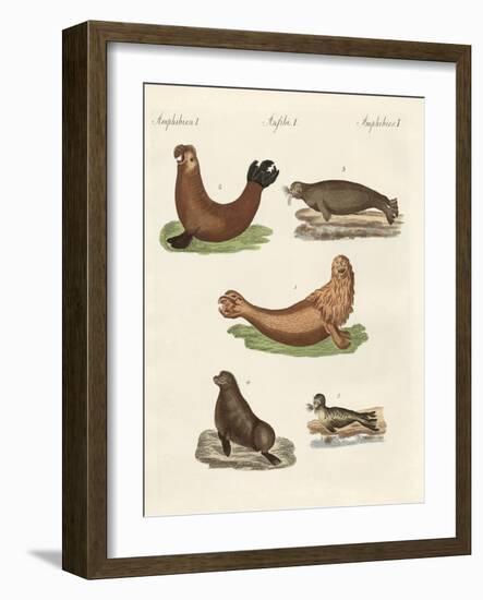 Amphibians-null-Framed Giclee Print