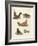 Amphibians-null-Framed Giclee Print