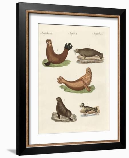 Amphibians-null-Framed Giclee Print