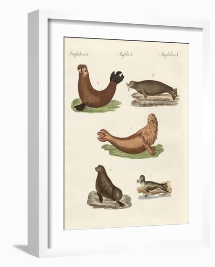 Amphibians-null-Framed Giclee Print