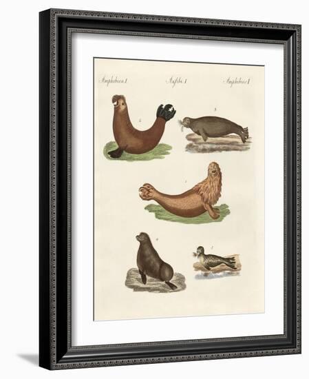 Amphibians-null-Framed Giclee Print
