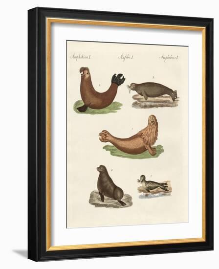 Amphibians-null-Framed Giclee Print