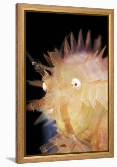 Amphipod Crustacean-Alexander Semenov-Framed Premier Image Canvas