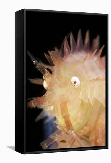 Amphipod Crustacean-Alexander Semenov-Framed Premier Image Canvas