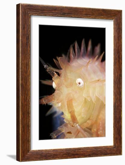 Amphipod Crustacean-Alexander Semenov-Framed Photographic Print