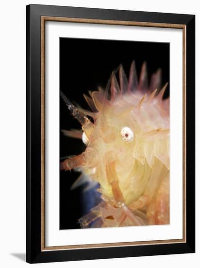Amphipod Crustacean-Alexander Semenov-Framed Photographic Print