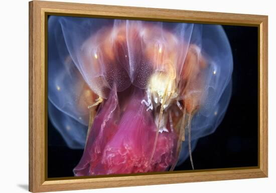 Amphipods Inside a Moon Jellyfish-Alexander Semenov-Framed Premier Image Canvas