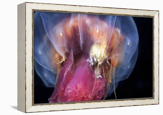 Amphipods Inside a Moon Jellyfish-Alexander Semenov-Framed Premier Image Canvas