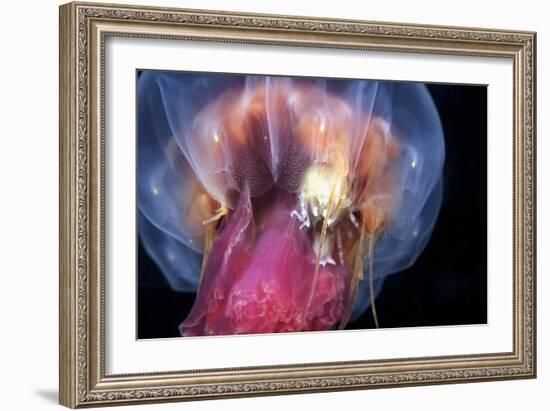 Amphipods Inside a Moon Jellyfish-Alexander Semenov-Framed Photographic Print