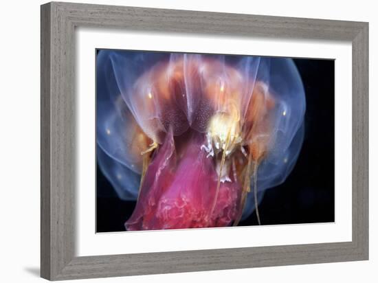 Amphipods Inside a Moon Jellyfish-Alexander Semenov-Framed Photographic Print