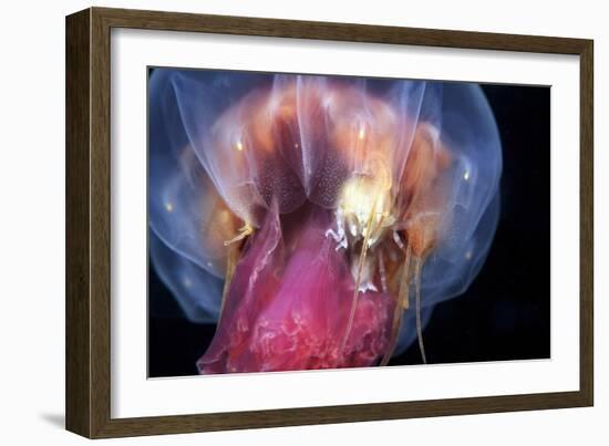 Amphipods Inside a Moon Jellyfish-Alexander Semenov-Framed Photographic Print