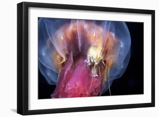 Amphipods Inside a Moon Jellyfish-Alexander Semenov-Framed Photographic Print