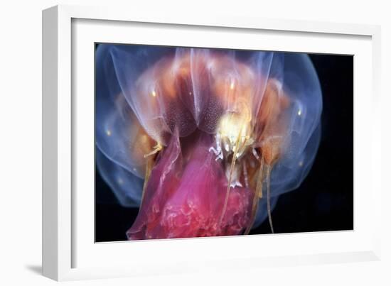 Amphipods Inside a Moon Jellyfish-Alexander Semenov-Framed Photographic Print