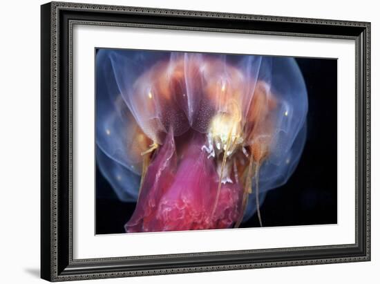 Amphipods Inside a Moon Jellyfish-Alexander Semenov-Framed Photographic Print