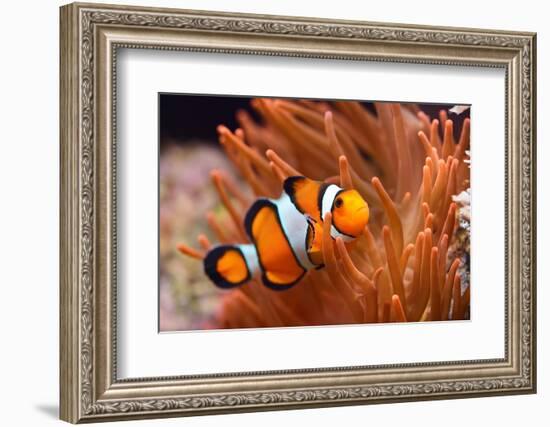 Amphiprion Ocellaris Clownfish in Marine Aquarium-Aleksey Stemmer-Framed Photographic Print