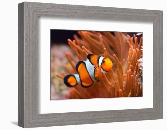 Amphiprion Ocellaris Clownfish in Marine Aquarium-Aleksey Stemmer-Framed Photographic Print