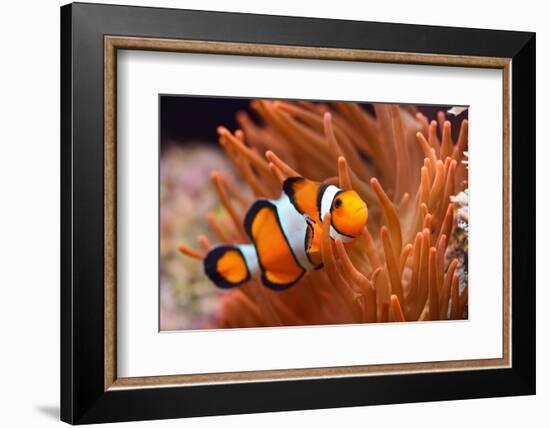 Amphiprion Ocellaris Clownfish in Marine Aquarium-Aleksey Stemmer-Framed Photographic Print