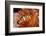 Amphiprion Ocellaris Clownfish in Marine Aquarium-Aleksey Stemmer-Framed Photographic Print