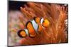 Amphiprion Ocellaris Clownfish in Marine Aquarium-Aleksey Stemmer-Mounted Photographic Print