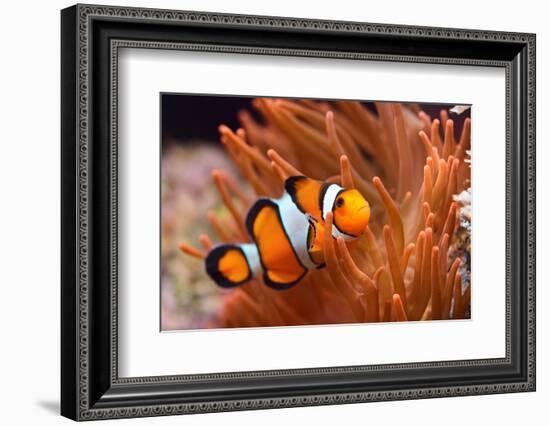 Amphiprion Ocellaris Clownfish in Marine Aquarium-Aleksey Stemmer-Framed Photographic Print