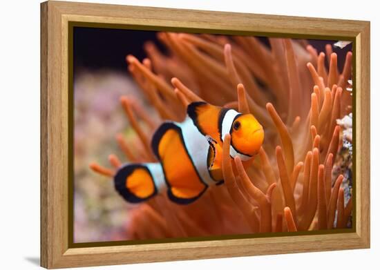 Amphiprion Ocellaris Clownfish in Marine Aquarium-Aleksey Stemmer-Framed Premier Image Canvas