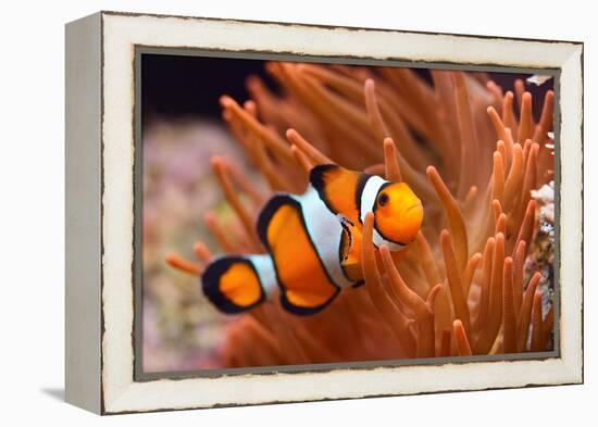 Amphiprion Ocellaris Clownfish in Marine Aquarium-Aleksey Stemmer-Framed Premier Image Canvas