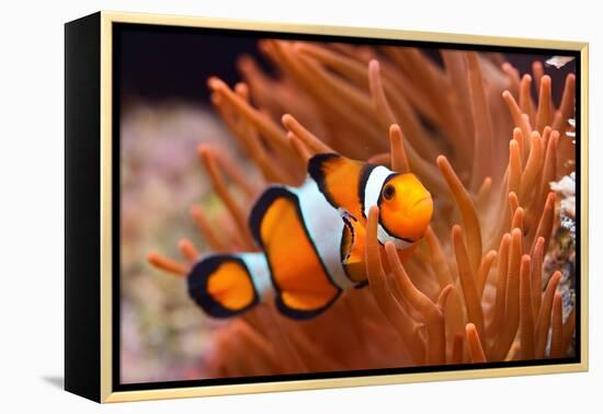 Amphiprion Ocellaris Clownfish in Marine Aquarium-Aleksey Stemmer-Framed Premier Image Canvas