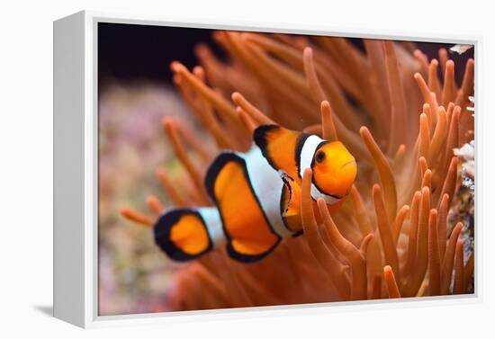 Amphiprion Ocellaris Clownfish in Marine Aquarium-Aleksey Stemmer-Framed Premier Image Canvas