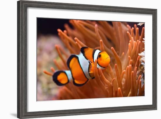 Amphiprion Ocellaris Clownfish in Marine Aquarium-Aleksey Stemmer-Framed Photographic Print