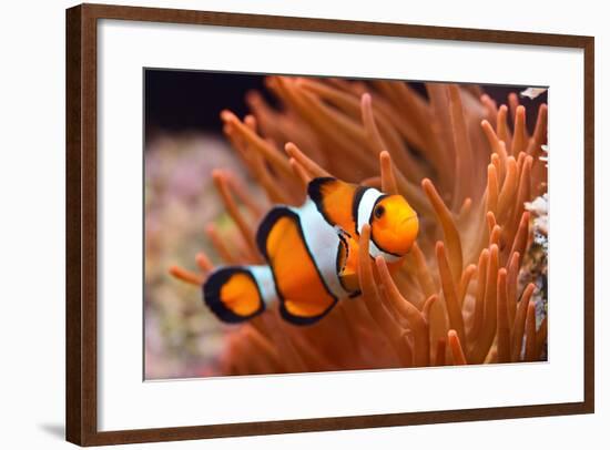 Amphiprion Ocellaris Clownfish in Marine Aquarium-Aleksey Stemmer-Framed Photographic Print