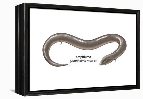 Amphiuma (Amphiuma Means), Amphibians-Encyclopaedia Britannica-Framed Stretched Canvas