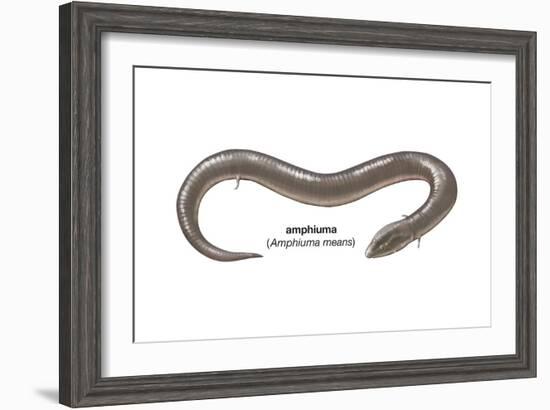 Amphiuma (Amphiuma Means), Amphibians-Encyclopaedia Britannica-Framed Art Print