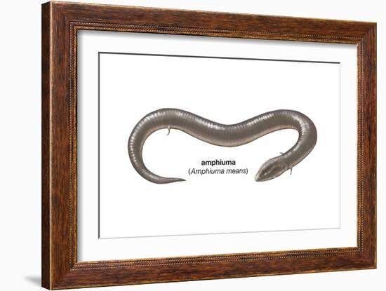 Amphiuma (Amphiuma Means), Amphibians-Encyclopaedia Britannica-Framed Art Print