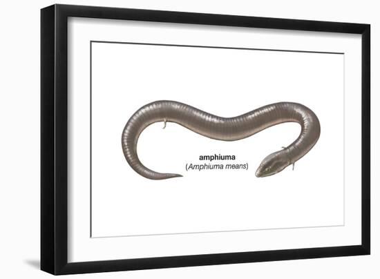 Amphiuma (Amphiuma Means), Amphibians-Encyclopaedia Britannica-Framed Art Print