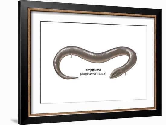 Amphiuma (Amphiuma Means), Amphibians-Encyclopaedia Britannica-Framed Art Print