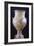 Amphora Depicting Chariot of Apollo, from Milos, Greece, 7th Century BC-null-Framed Giclee Print