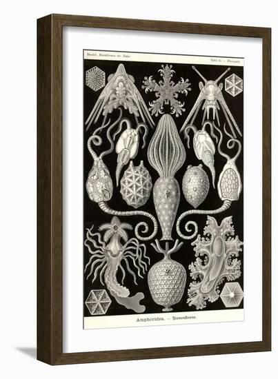 Amphoridea-Ernst Haeckel-Framed Art Print