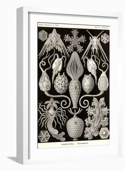 Amphoridea-Ernst Haeckel-Framed Art Print