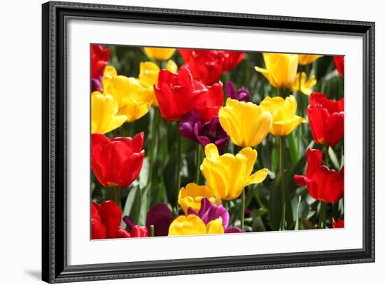 Amsterdam Tulips.-oscarcwilliams-Framed Photographic Print