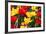 Amsterdam Tulips.-oscarcwilliams-Framed Photographic Print