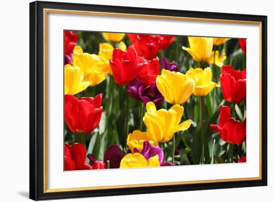 Amsterdam Tulips.-oscarcwilliams-Framed Photographic Print