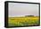 Amtrak Train Passes by Field of Sunflowers in Michigan, North Dakota, USA-Chuck Haney-Framed Premier Image Canvas